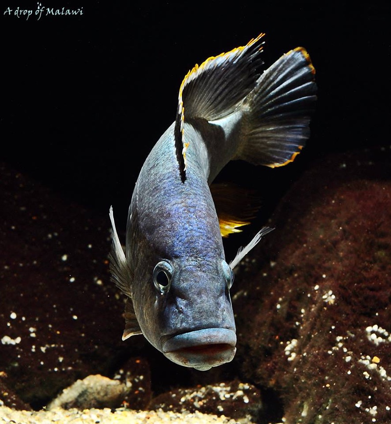 Nimbochromis livingstonii